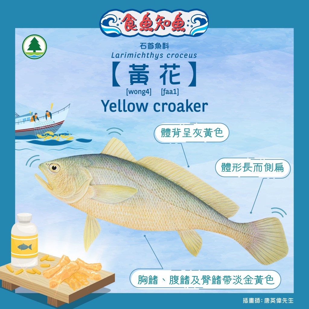 花常見於南海、東海同黃海南部近岸及河口水域,主要捕食小魚、蝦同蟹等。漁護署圖片