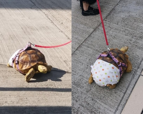 龜龜著波點褲超可愛。網圖