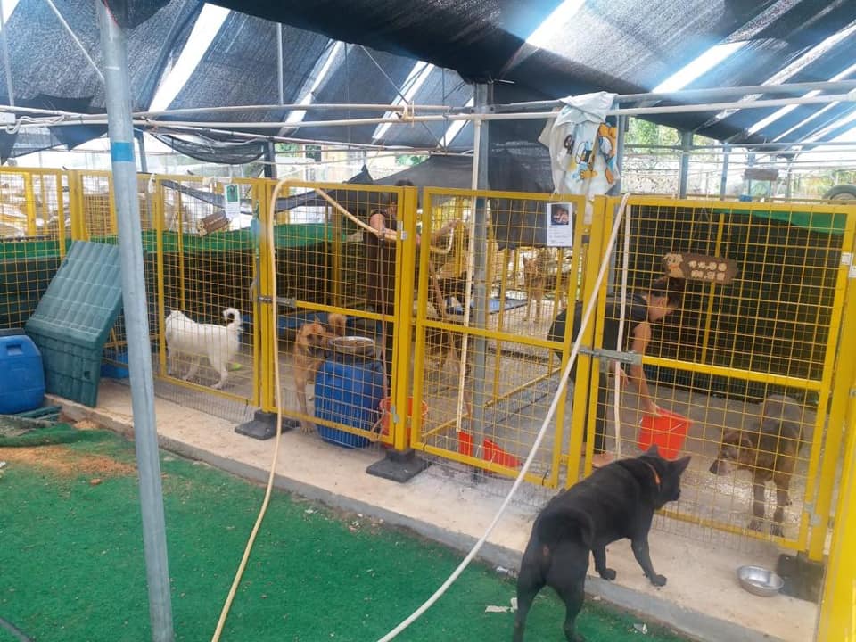 收容所呼籲市民入場照顧狗隻。Kelly Animals Shelter專頁圖片