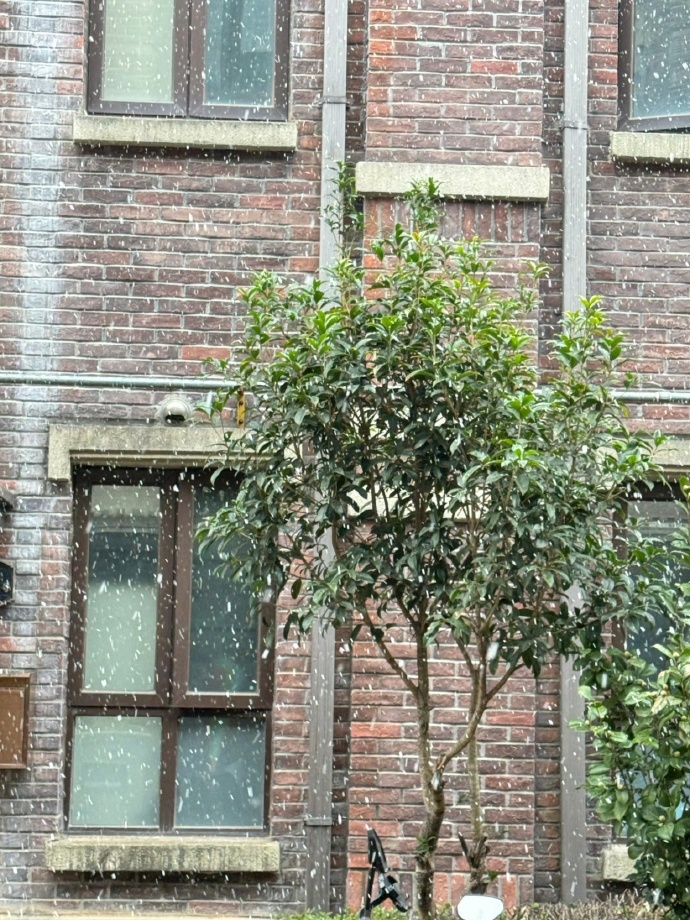 上海雪景照洗板社媒。 微博@今晚偷亲我嘛