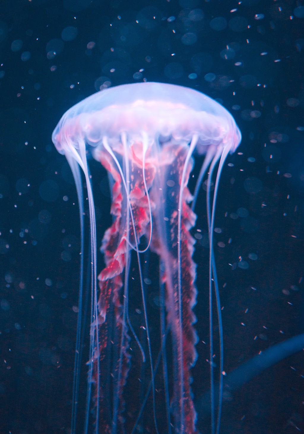 最大展区水母世界，展出多达20种水母，特设变色光效令水母随色转换绽放异彩。
