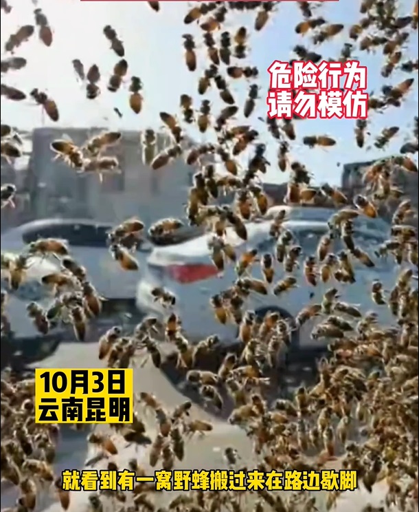 王先生指這種蜜蜂會在半路中途休息。網上圖片