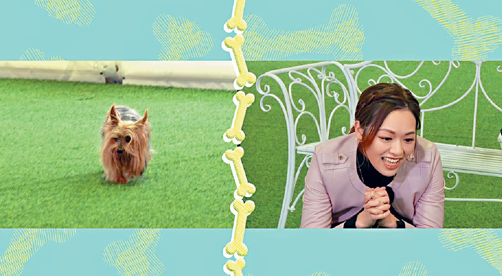 家有一寶■馮盈盈家中的12歲愛犬「波子」很黏人，又愛亂跑、亂吠、隨處方便，搞得她對牠又愛又恨。