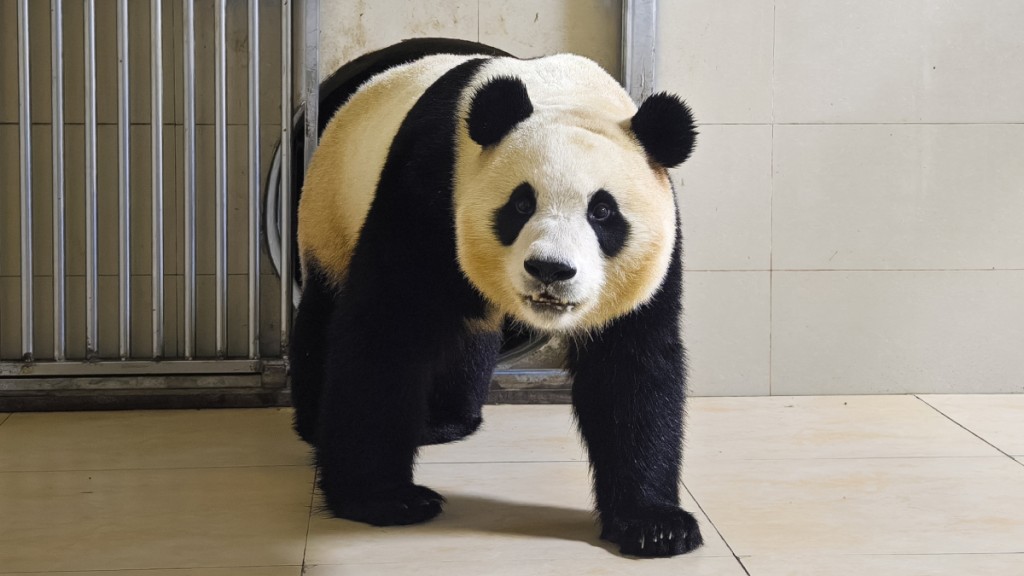 大熊貓福寶將於六月與公眾見面。(新華社)
