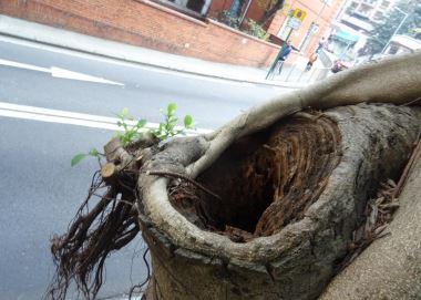 其中一棵榕樹的樹洞明顯腐爛。地政總署圖片