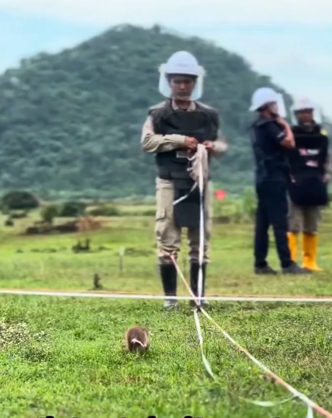 經訓練的非洲巨鼠能快速找出地雷。X@herorats