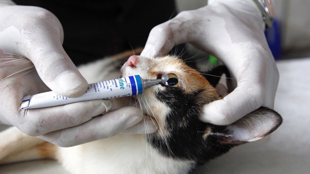 曼谷流动兽医诊所为猫咪做绝育手术准备。 路透社 