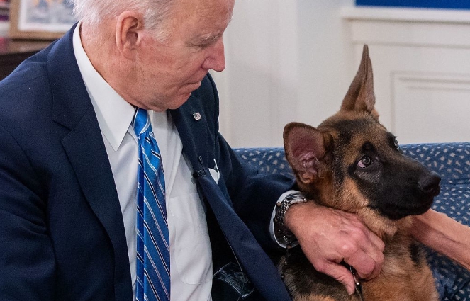 「指揮官」2021年起入住白宮，是拜登在白宮養的第3隻狗。美聯社  