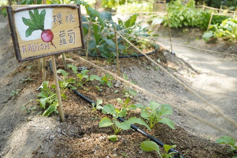 六）何東夫人醫局・生態研習中心｜近年由嗇色園活化為生態研習中心，向市民提供實地生物考察課程及體驗活動。