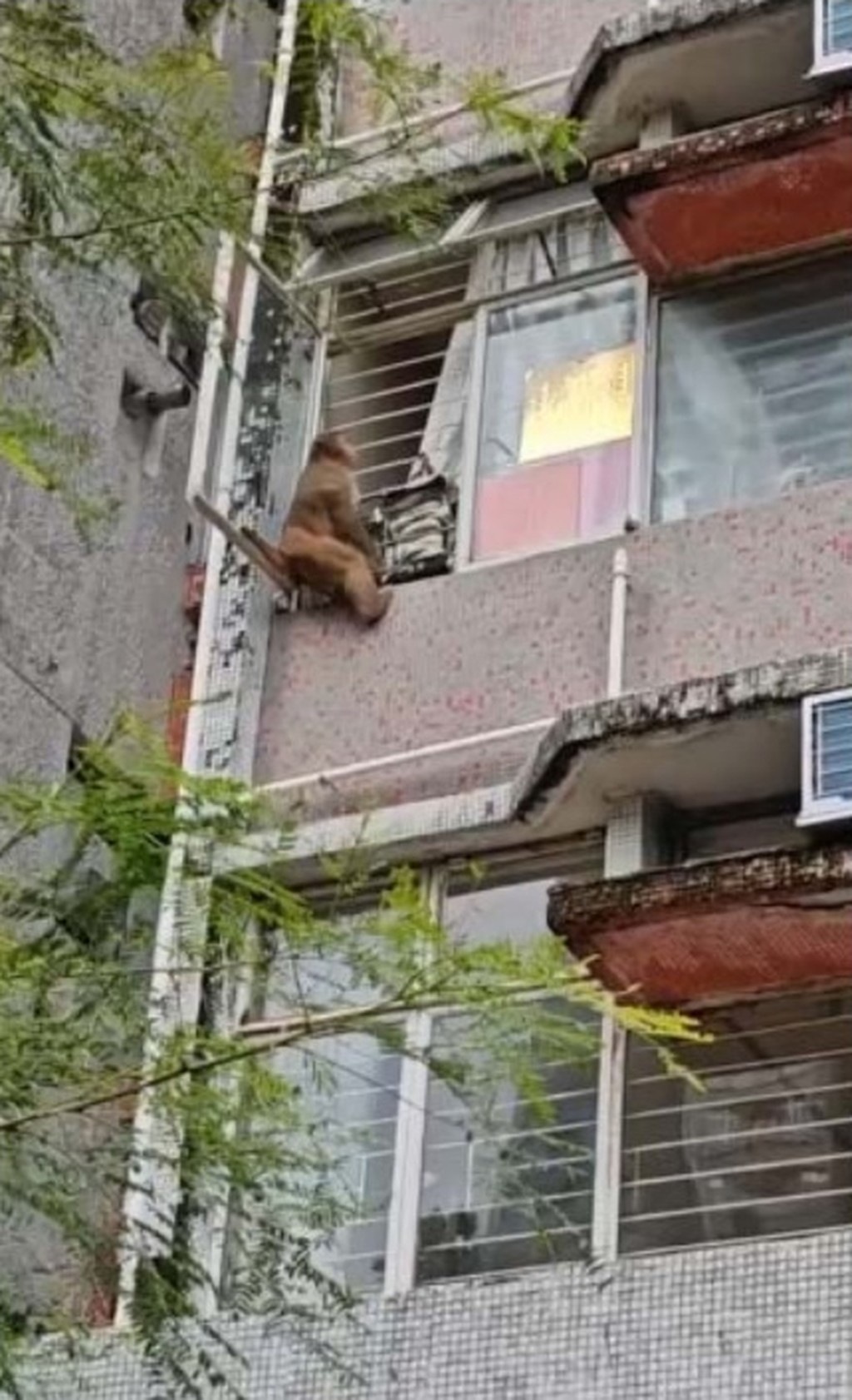 猴子不時在大廈攀爬,甚至入屋偷取食物。 猴子不時在大廈攀爬,甚至入屋偷取食物。