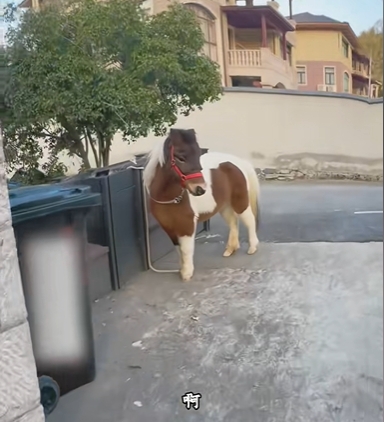 馬年將至,迷你馬在內地社交平台上爆紅。 馬年將至,迷你馬在內地社交平台上爆紅。