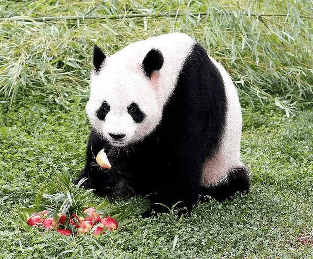 大熊猫「冰星」