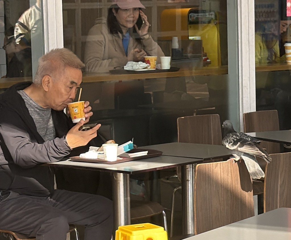 有食客用餐，野鴿飛上枱「虎視眈眈」。
