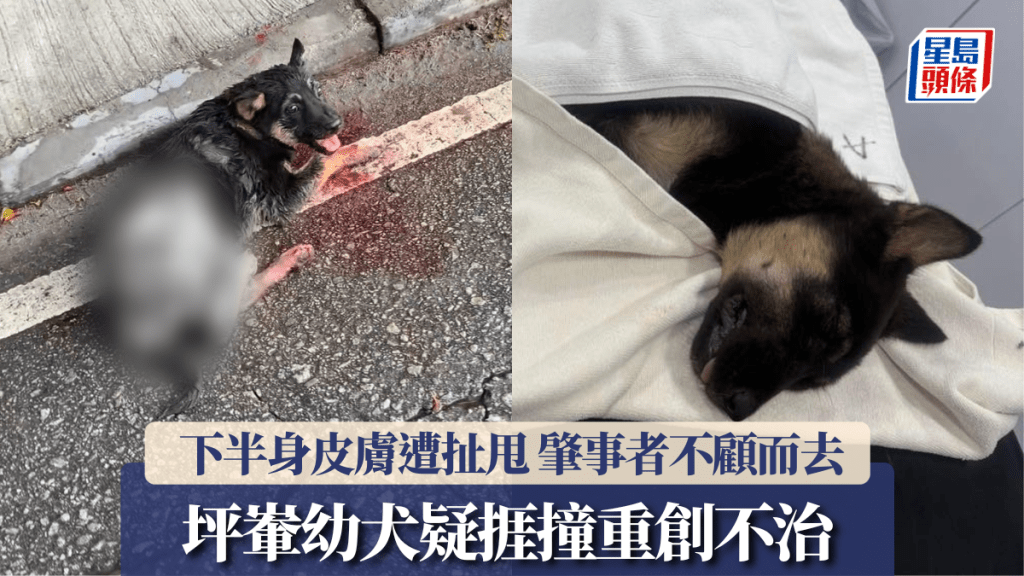 坪輋幼犬疑被撞斃 下半身皮膚遭活生生扯甩 肇事者不顧而去