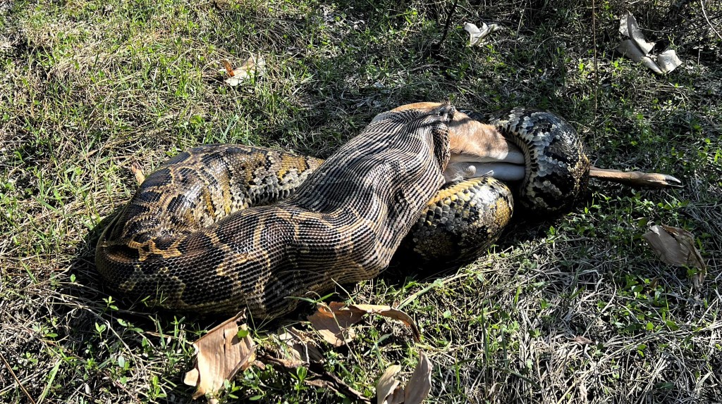 缅甸蟒正在吞食一只成年鹿。（FB@Conservancy of Southwest Florida）