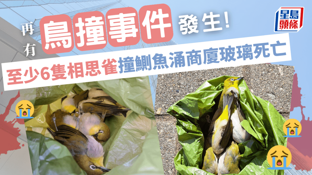 本港不時發生雀鳥撞及高樓大廈玻璃而死亡的事件，昨日再有至少6隻雀鳥誤撞向鰂魚涌一幢建築物玻璃而傷重死亡。