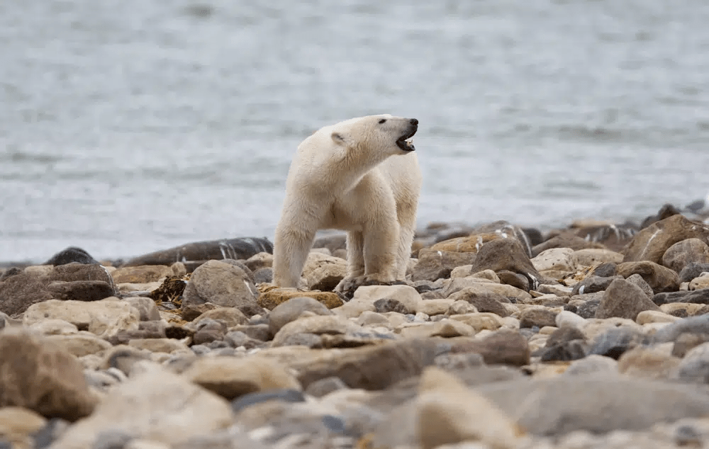 近年氣候變化導致冰川融化，北極熊的生活和覓食行為因而發生改變，出現飢餓危機。路透