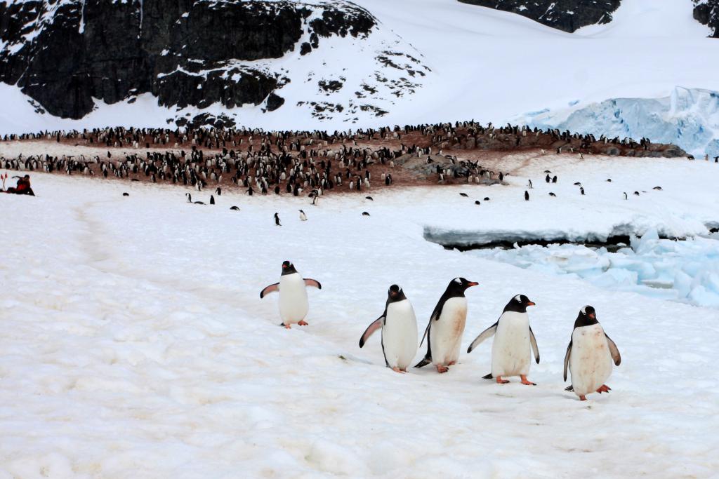 全球暖化下，皇帝企鹅恐于2100年变为「准绝种」物种。 受访者提供