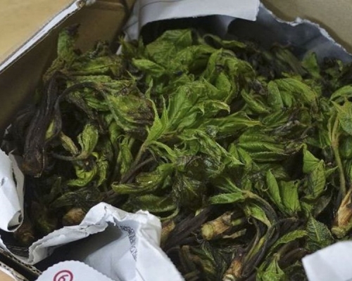 有野菜「漉油菜」驗出放射性物質超標。網圖
