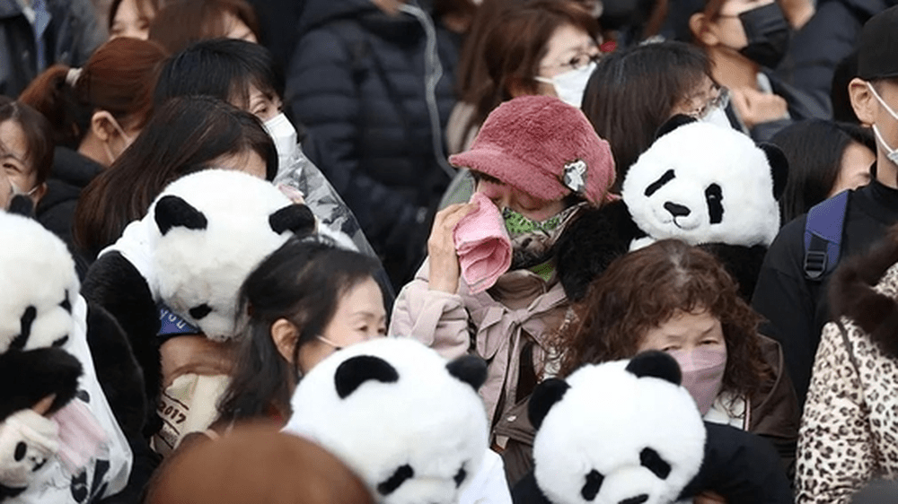 大熊猫香香今日回国，日本民众哭成泪人。