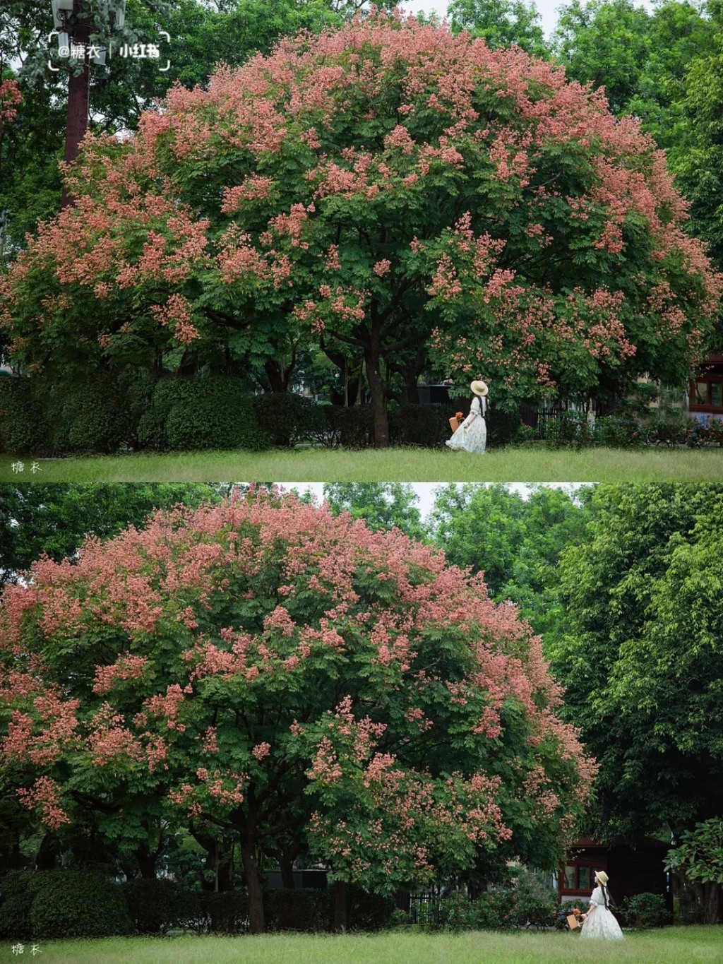 莲花山公园中的栾树花每到秋天都会成为打卡位（图片来源：小红书@糖衣）