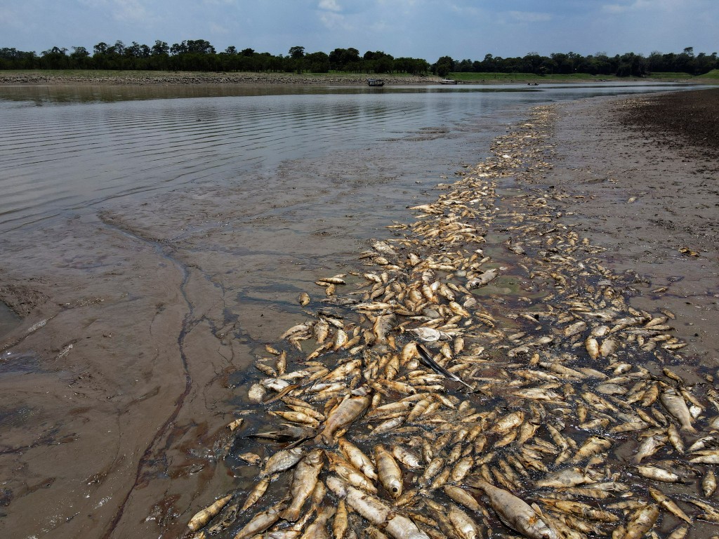 亞馬遜地區早前已有魚類集體死亡。路透社