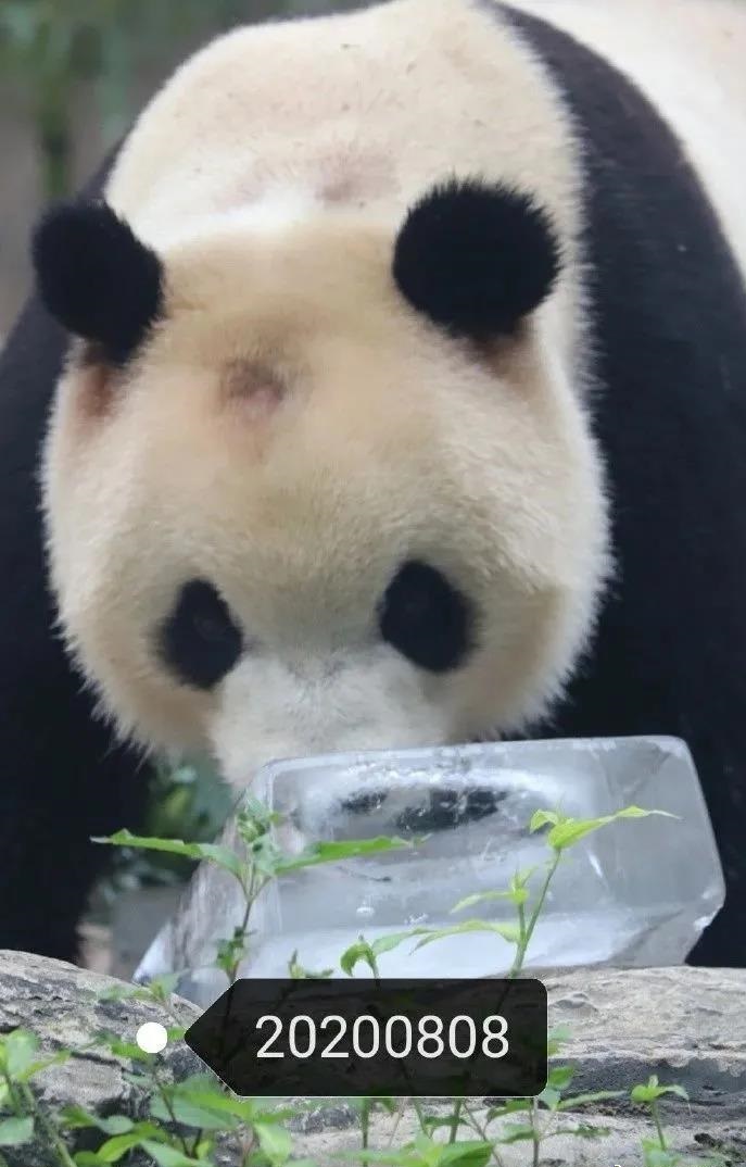 福星的頭頂中央有一個直徑2厘米的深色圓形凹陷在白色的毛髮中。網上圖片