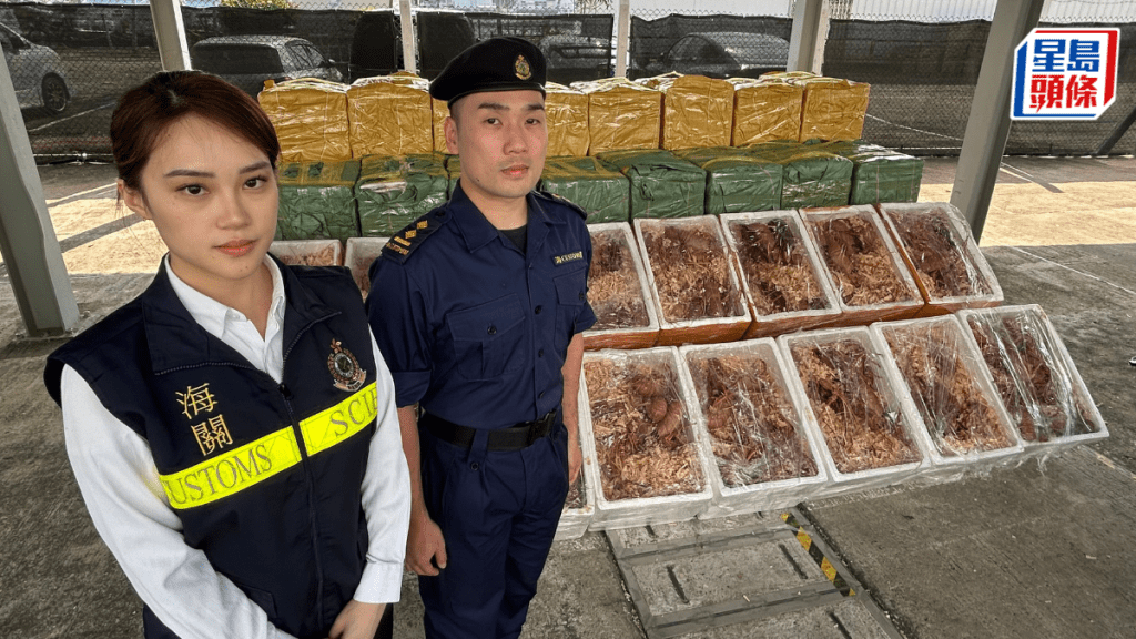 海關偵破走私龍蝦案。蔡楚輝攝