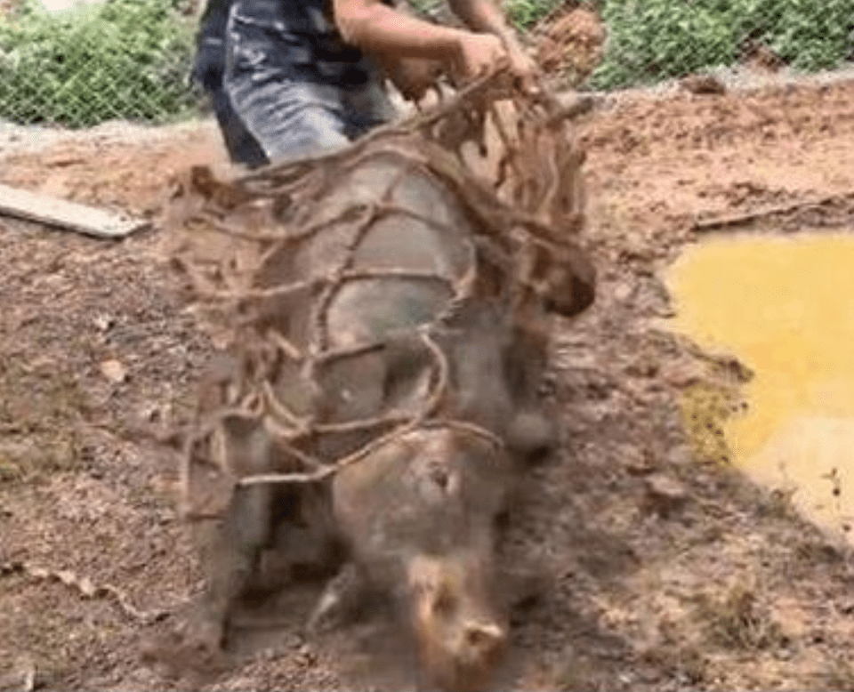 獵人用網捕獲野豬。（微博）