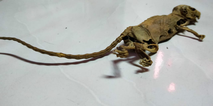 老鼠乾屍。 網圖