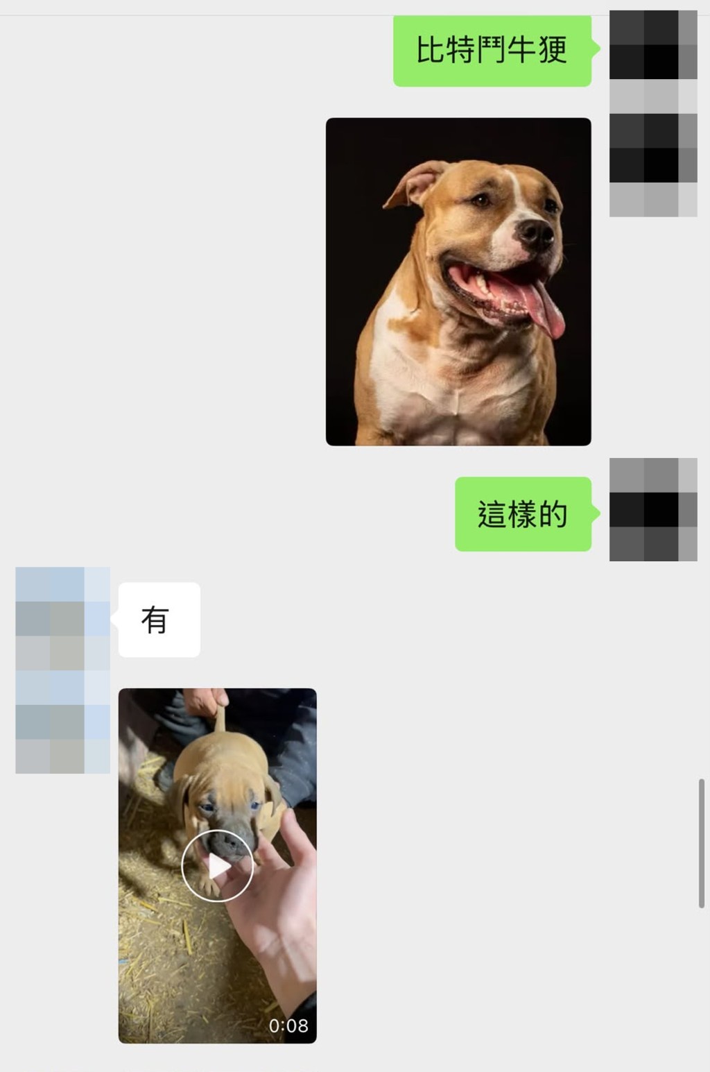 記者詢問比特鬥牛㹴是否有售,賣家表示有,並傳來比特鬥牛㹴幼犬影片。 記者詢問比特鬥牛㹴是否有售,賣家表示有,並傳來比特鬥牛㹴幼犬影片。