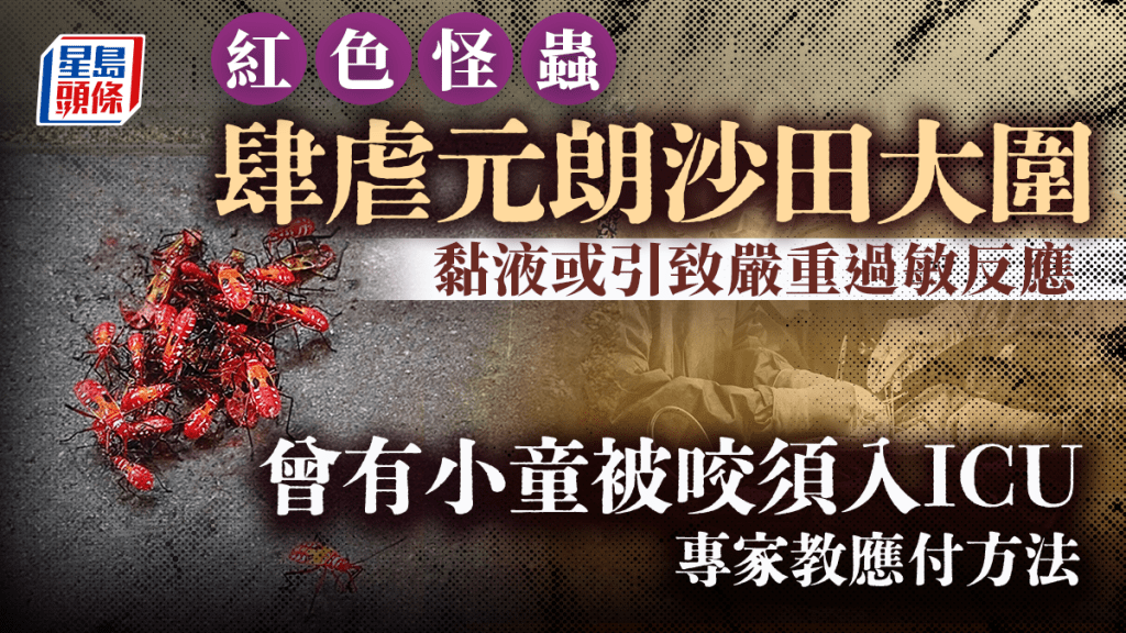紅色怪蟲肆虐元朗沙田大圍 黏液或引致嚴重過敏反應 曾有小童被咬須入ICU 專家教應付方法｜Juicy叮