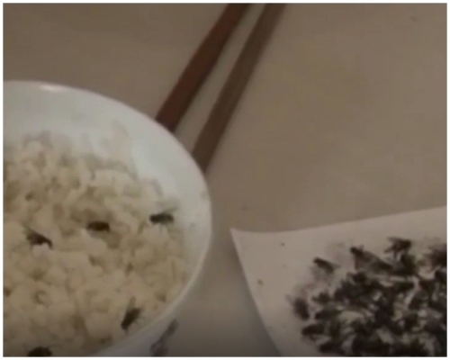 苍蝇跑进饭碗中。影片截图