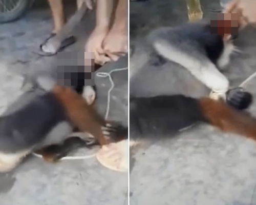 影片截圖。