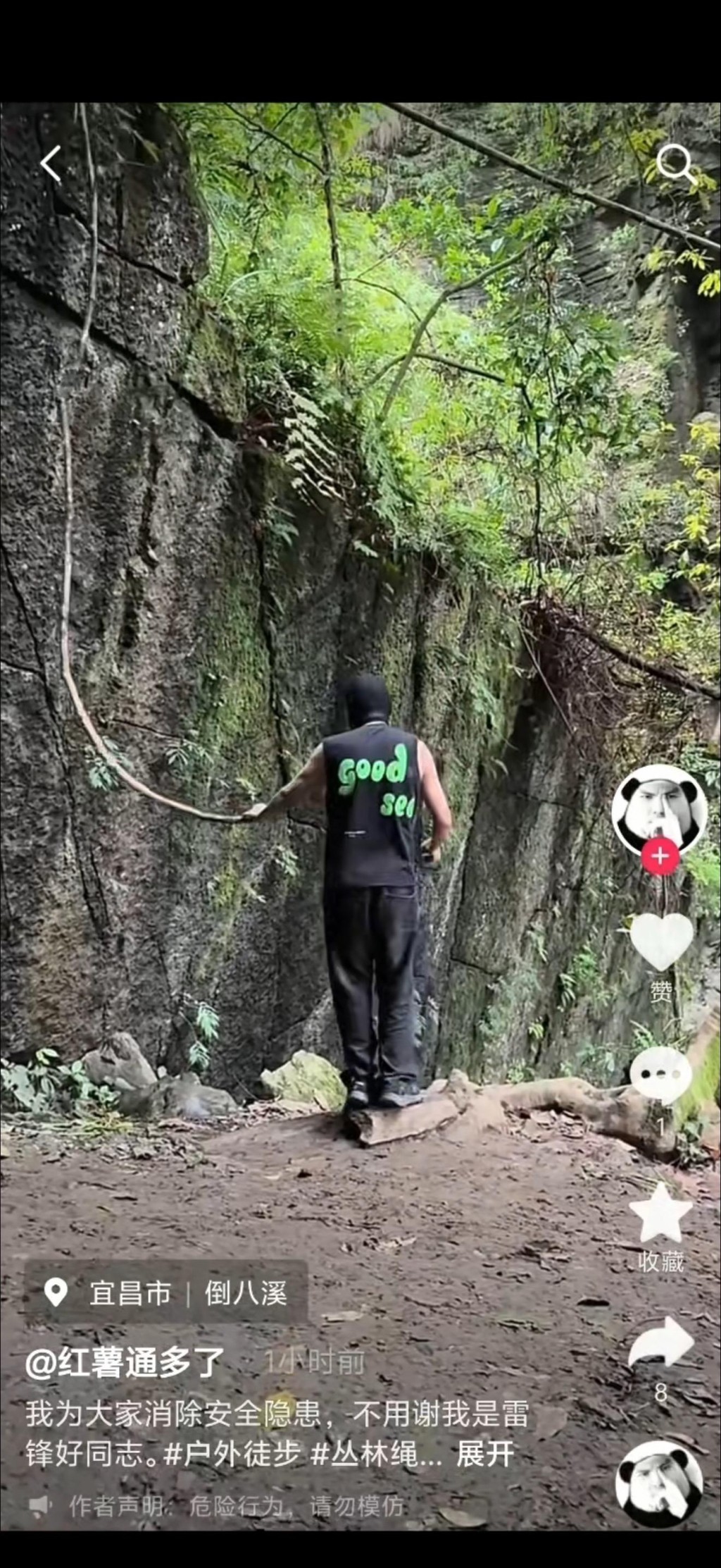 湖北网红树藤遭“正义”蒙面人,以安全为由擅自斩断。 湖北网红树藤遭“正义”蒙面人,以安全为由擅自斩断。