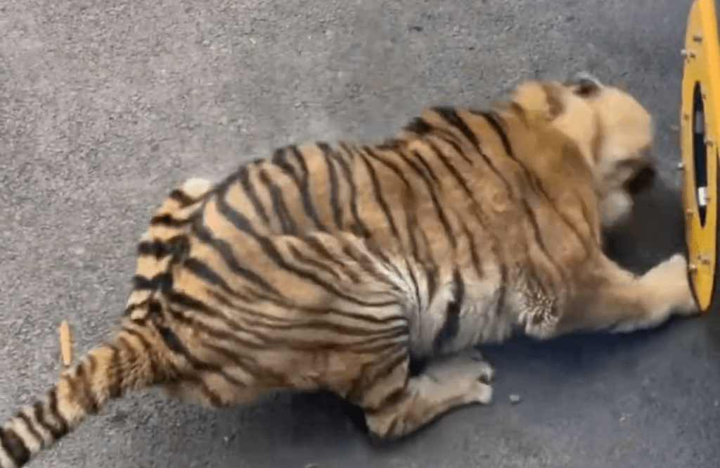 網傳動物園觀光車壓碎老虎下巴。