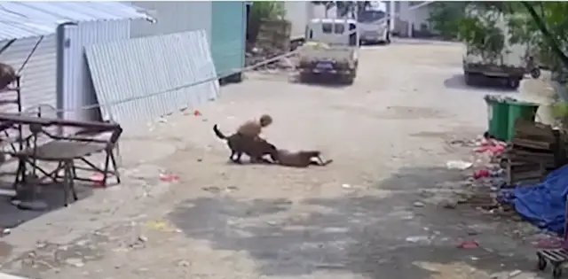 死者被狗拖行數米。互聯網圖片