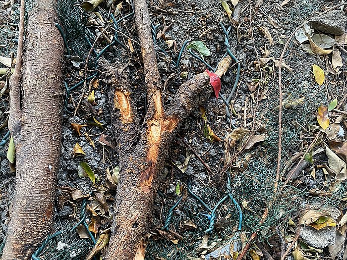 褐根病可破壞樹木根部、腐蝕樹身,造成安全風險。為阻止病菌蔓延,能快速檢測並處理受感染的樹木至為重要。