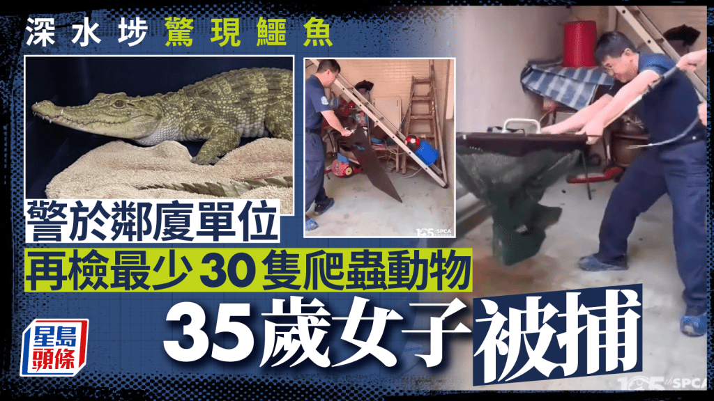 深水埗鱷魚｜附近單位再檢最少30隻爬蟲動物 包括蛇及蜥蜴 35歲女子被捕