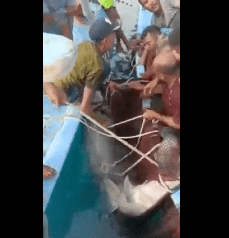 民眾成功圍捕殺人虎鯊。影片截圖