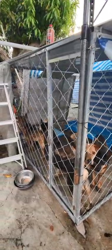 多隻狗被困鐵籠內，環境惡劣。動物福利關注聯盟召集人劉鎮海提供