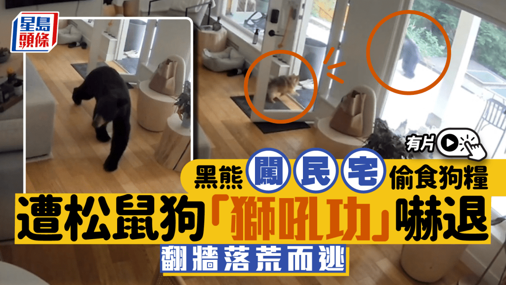 加拿大黑熊闖民宅偷食狗糧 遭松鼠狗「獅吼功」嚇破膽翻牆逃|有片