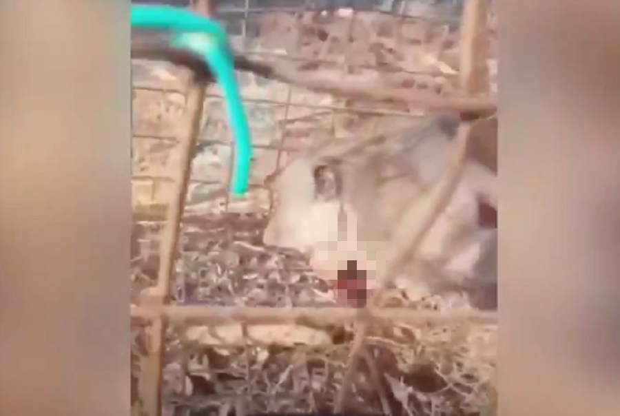 猴子中槍後斷氣身亡。網上圖片