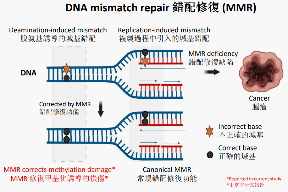 DNA mismatch repair 錯配修復 (MMR)。