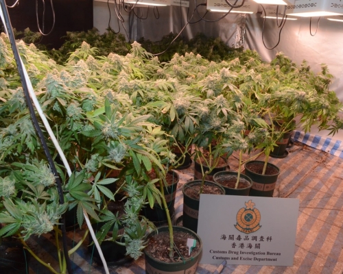 海關在八鄉錦上路一間村屋,搗破一大麻種植場。