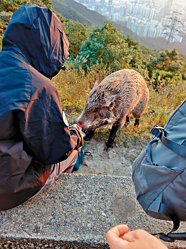 一名少女坐在路邊進食，一頭野豬衝上前搶走其背囊。 