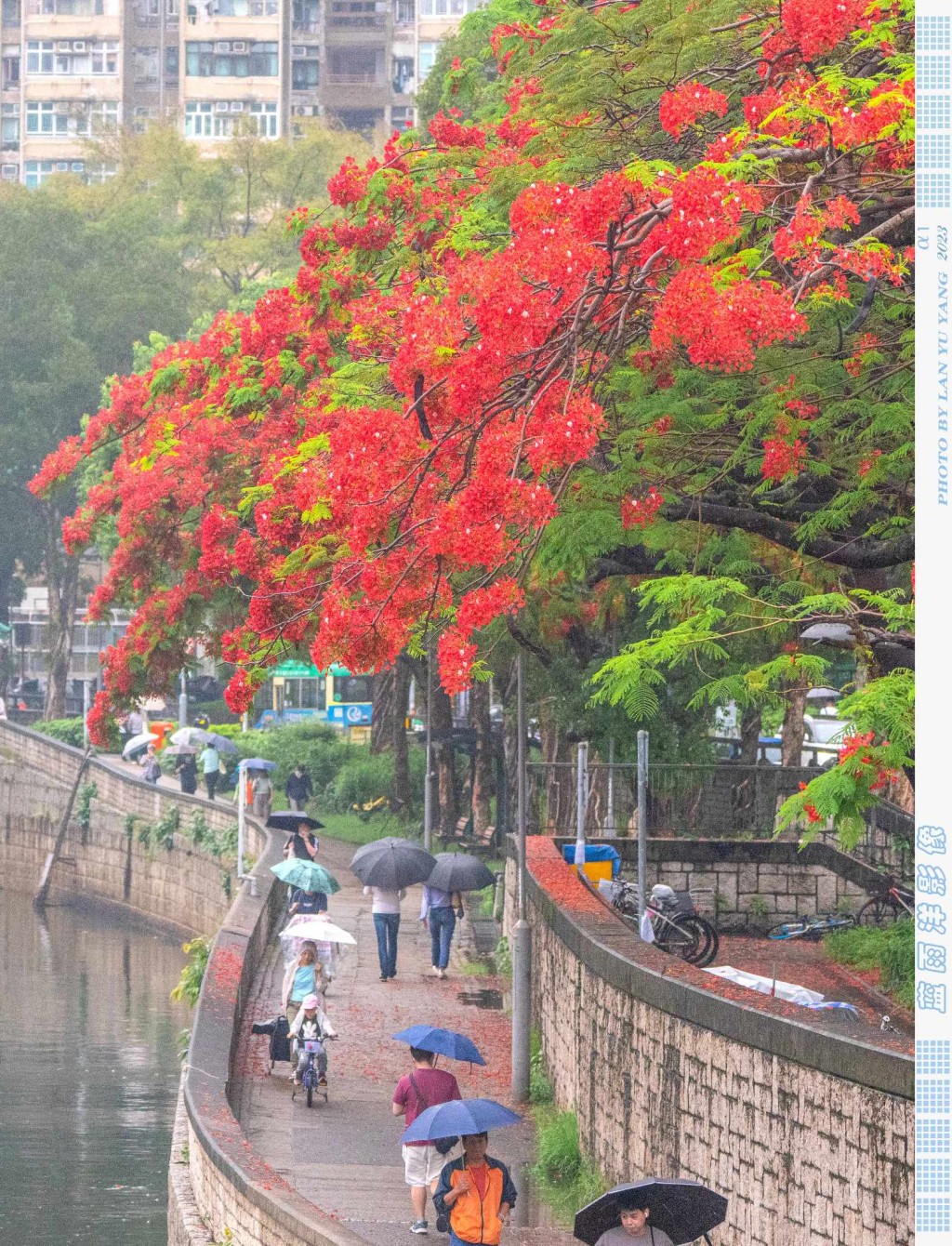 最近位于大埔林村河的凤凰木盛开。（图片来源：FB @ 蓝雨洋提供）