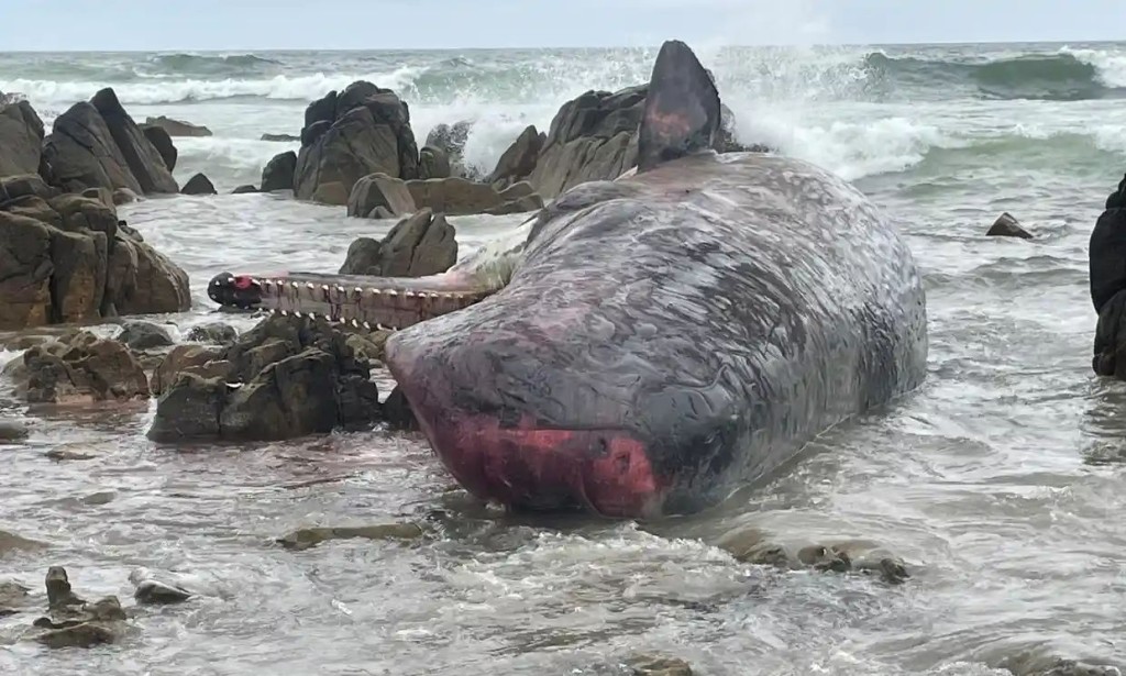 在澳洲塔斯馬尼亞州金島的海灣發現一條擱淺的抹香鯨。AP