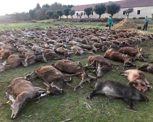 涉事獵人事後將照片上傳到網上。網圖