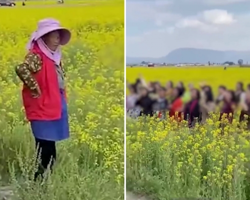 大媽團踩進油菜花田拍照,主人無奈靠邊站。(網圖)